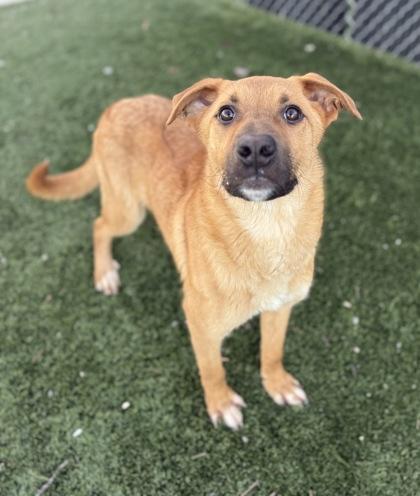 Dirk, an adoptable Labrador Retriever in Red Bluff, CA, 96080 | Photo Image 4