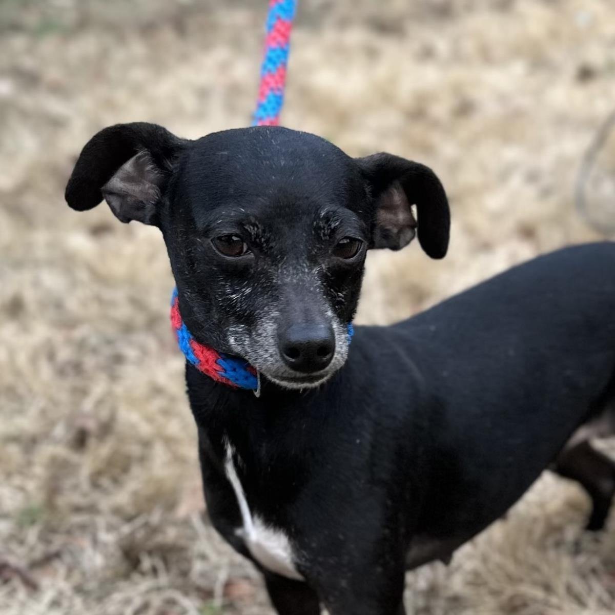 Neytiri, Adoptable, Adult Female Chihuahua.