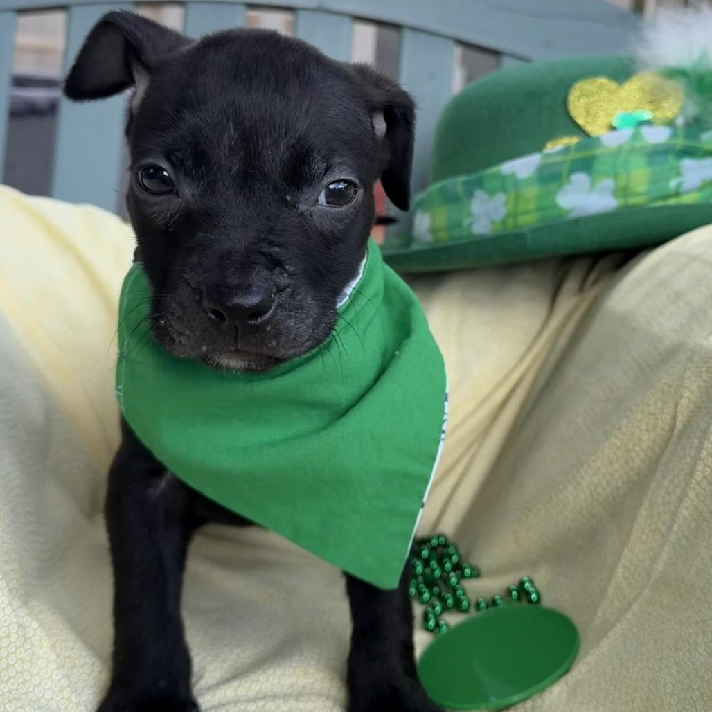 Kirk Dog-Las — thumbnail 2