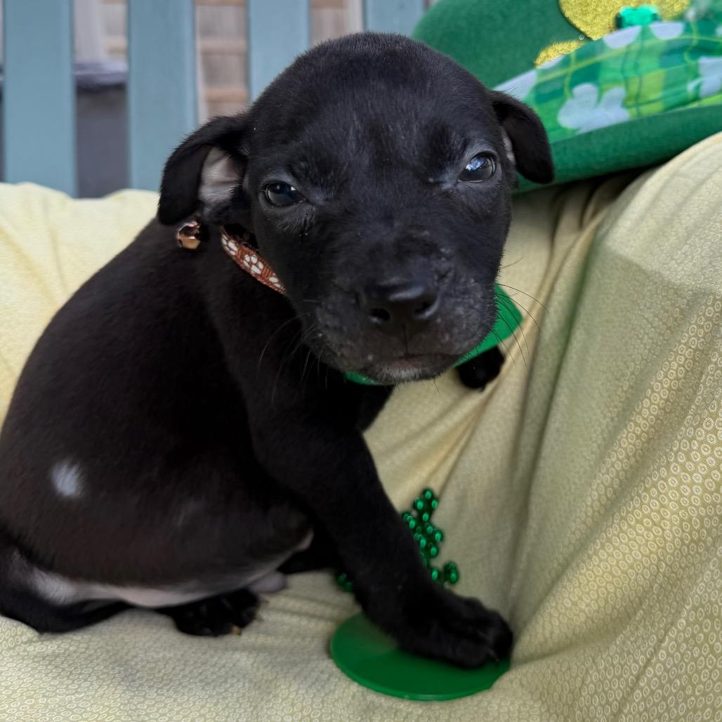 Kirk Dog-Las — thumbnail 3