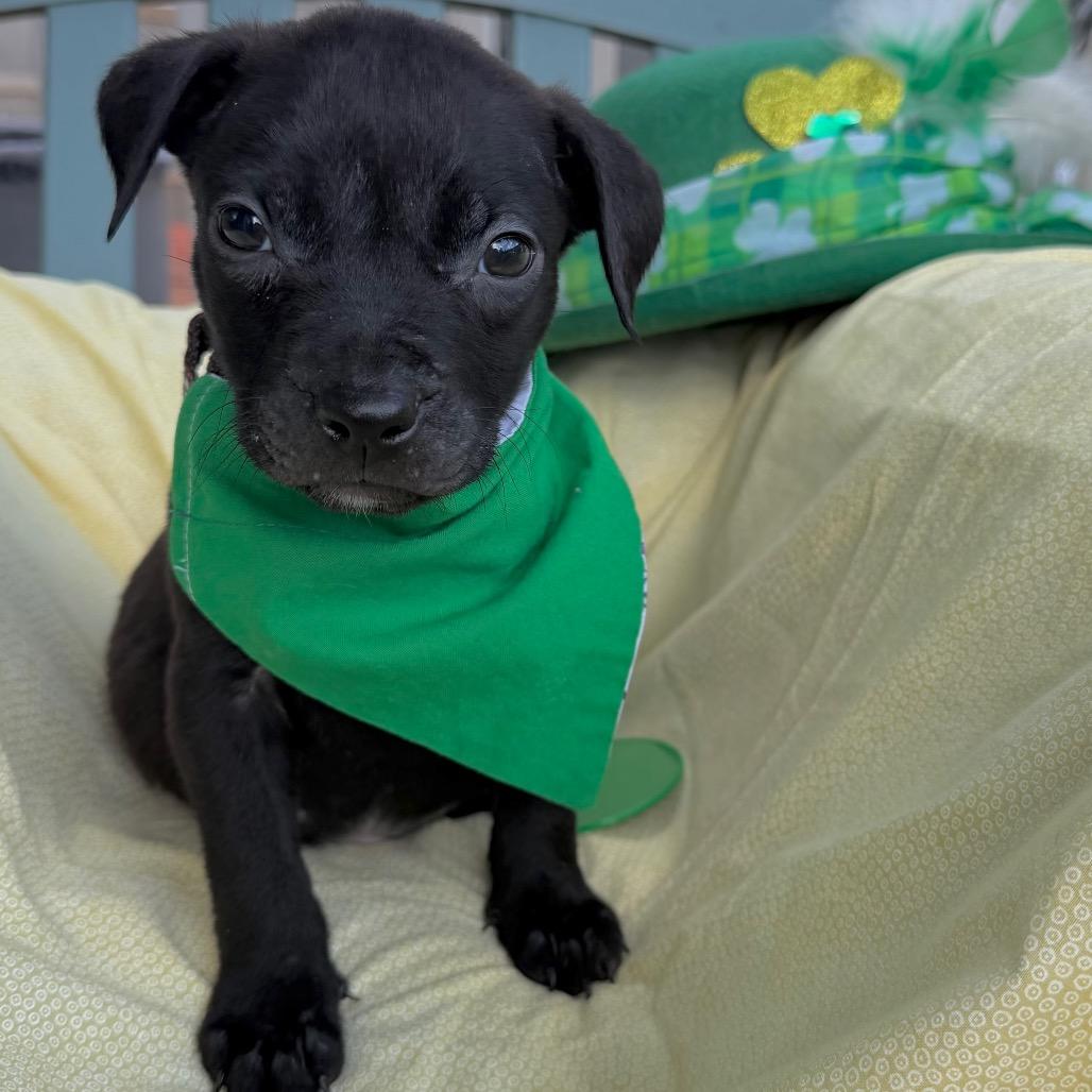 Kirk Dog-Las — thumbnail 4