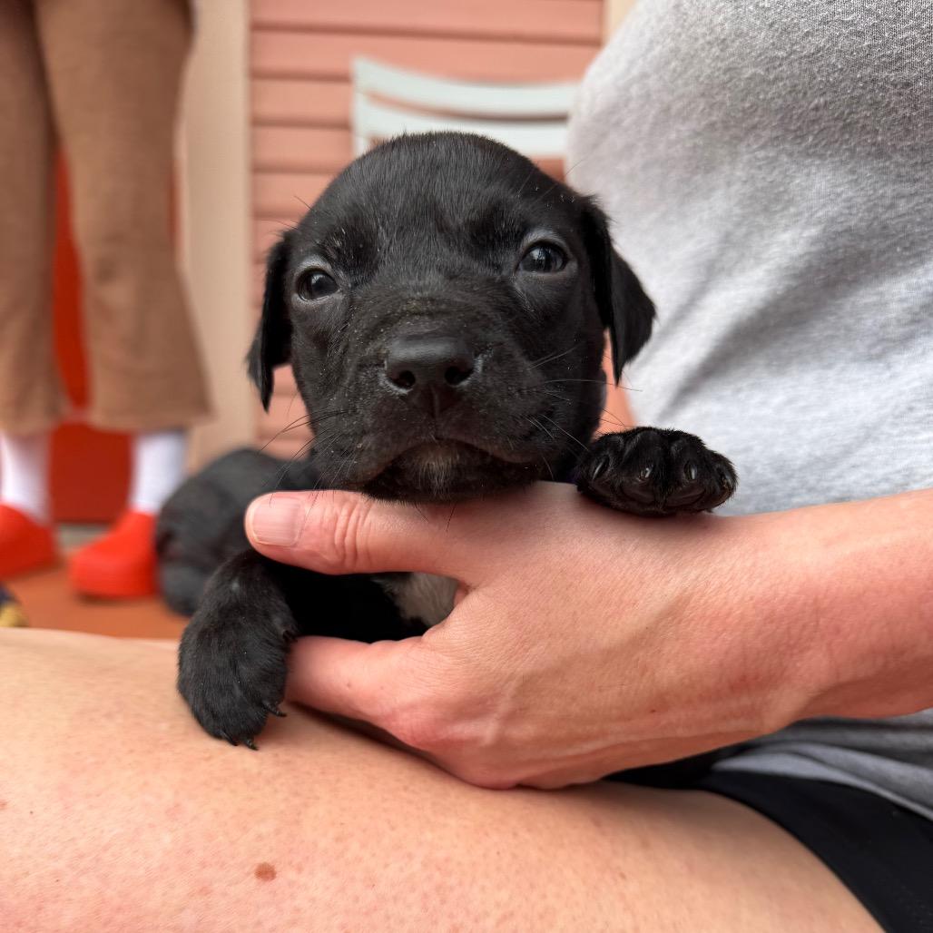 Kirk Dog-Las — thumbnail 5