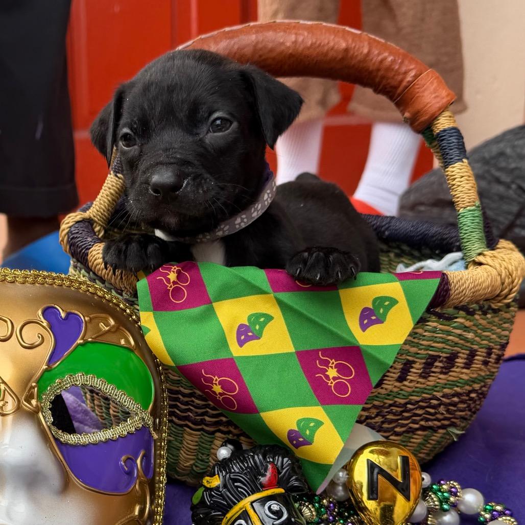 Kirk Dog-Las — thumbnail 6