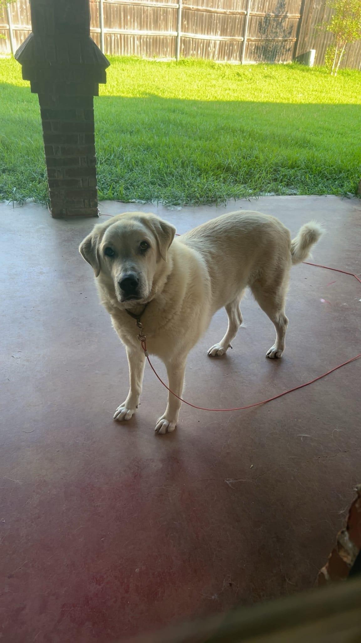 Charley, a Adoptable mixed breed in Colleyville, TX image 1/5