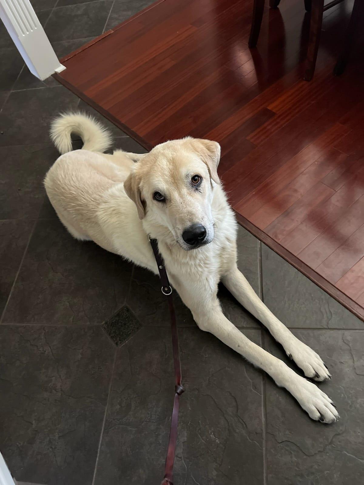 Charley, a Adoptable mixed breed in Colleyville, TX image 3/5