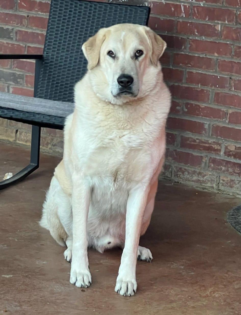 Charley, a Adoptable mixed breed in Colleyville, TX image 4/5