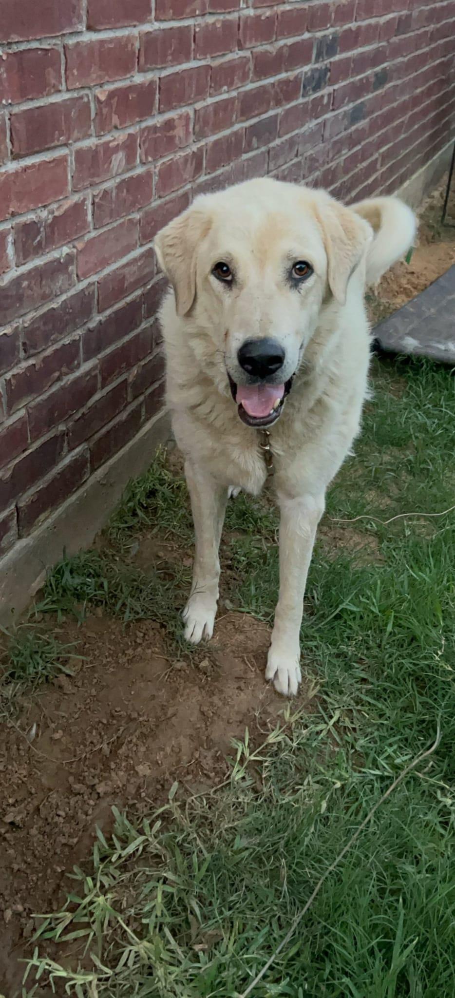 Charley, a Adoptable mixed breed in Colleyville, TX image 5/5