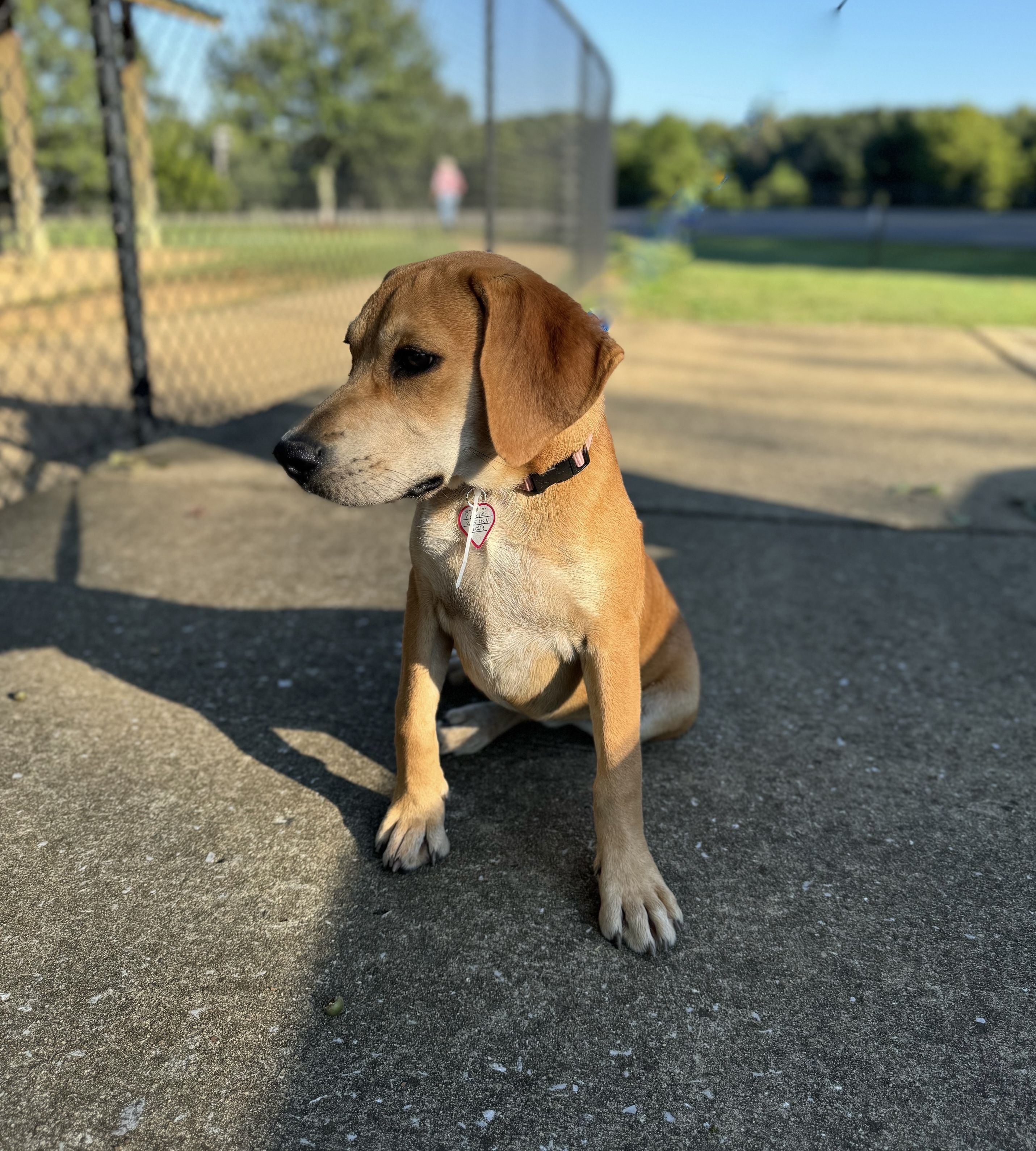 Dog for adoption - Reecie - Adopted, a Vizsla & Rhodesian Ridgeback Mix ...