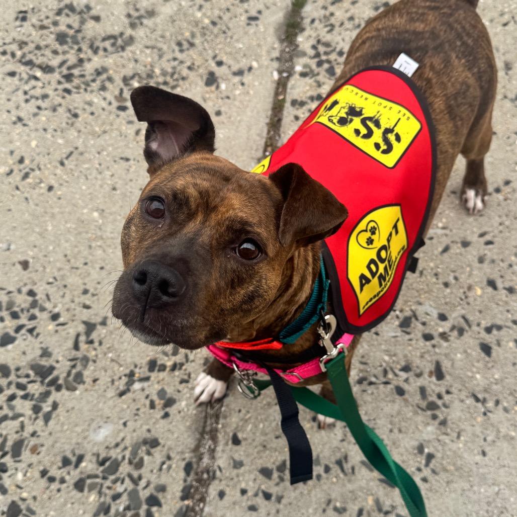 Panini, Adoptable, Adult Female Mixed Breed.