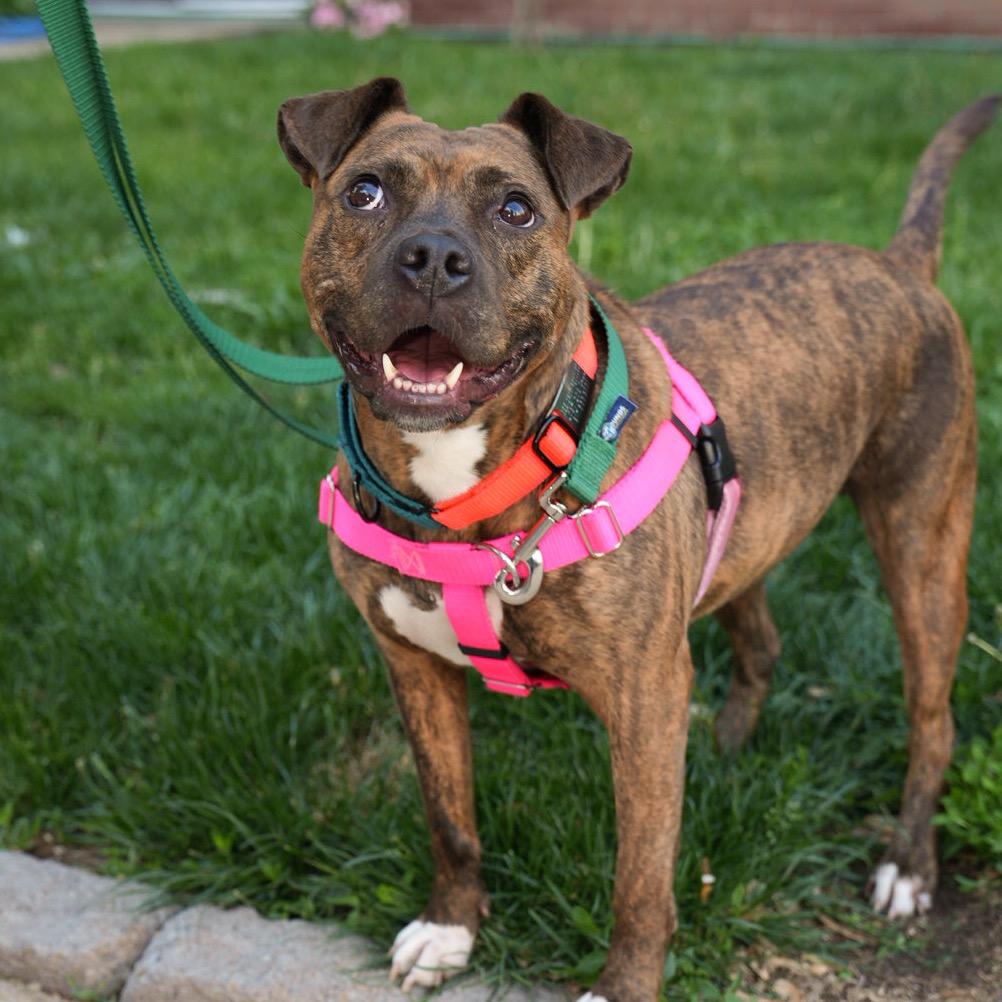 Panini, a Adoptable Mixed Breed in Jersey City, NJ image 2/6