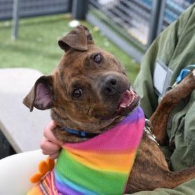 Enlarge Panini, a Adoptable Mixed Breed in Jersey City, NJ image 2/6
