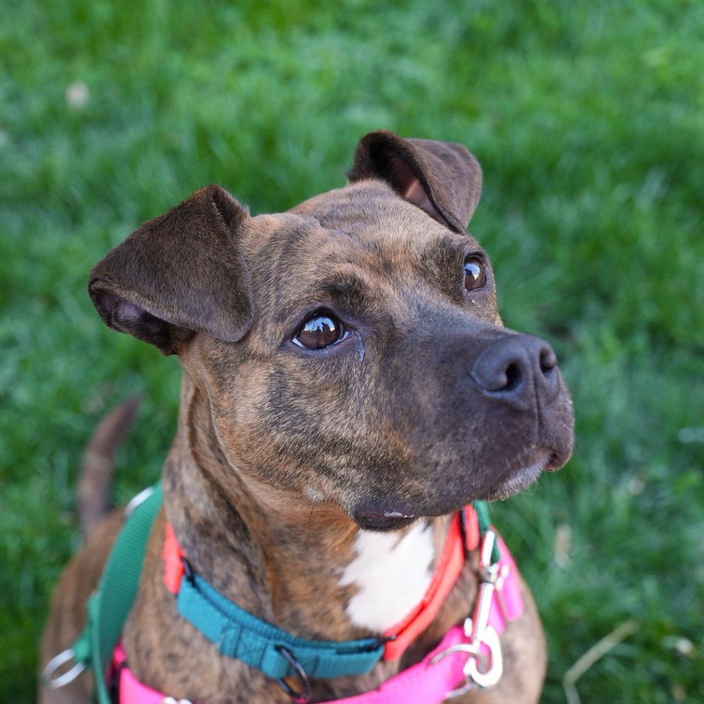 Panini, a Adoptable Mixed Breed in Jersey City, NJ image 3/6