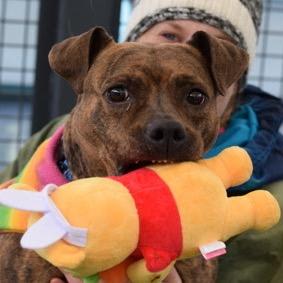 Enlarge Panini, a Adoptable Mixed Breed in Jersey City, NJ image 3/6