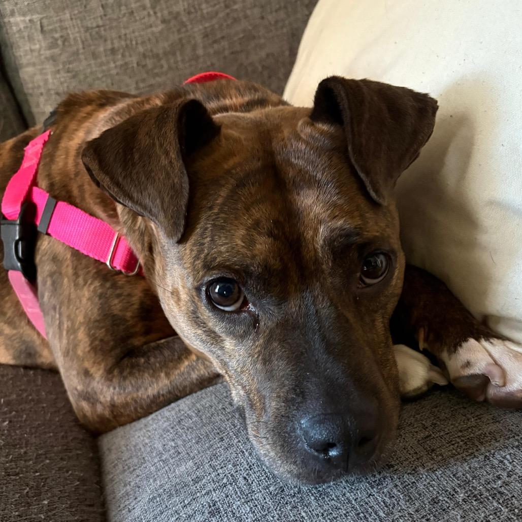 Enlarge Panini, a Adoptable Mixed Breed in Jersey City, NJ image 4/6