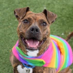 Enlarge Panini, a Adoptable Mixed Breed in Jersey City, NJ image 5/6