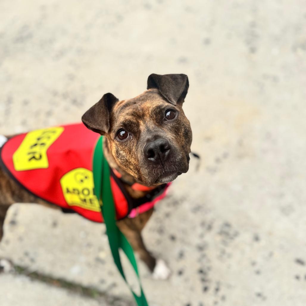 Enlarge Panini, a Adoptable Mixed Breed in Jersey City, NJ image 6/6