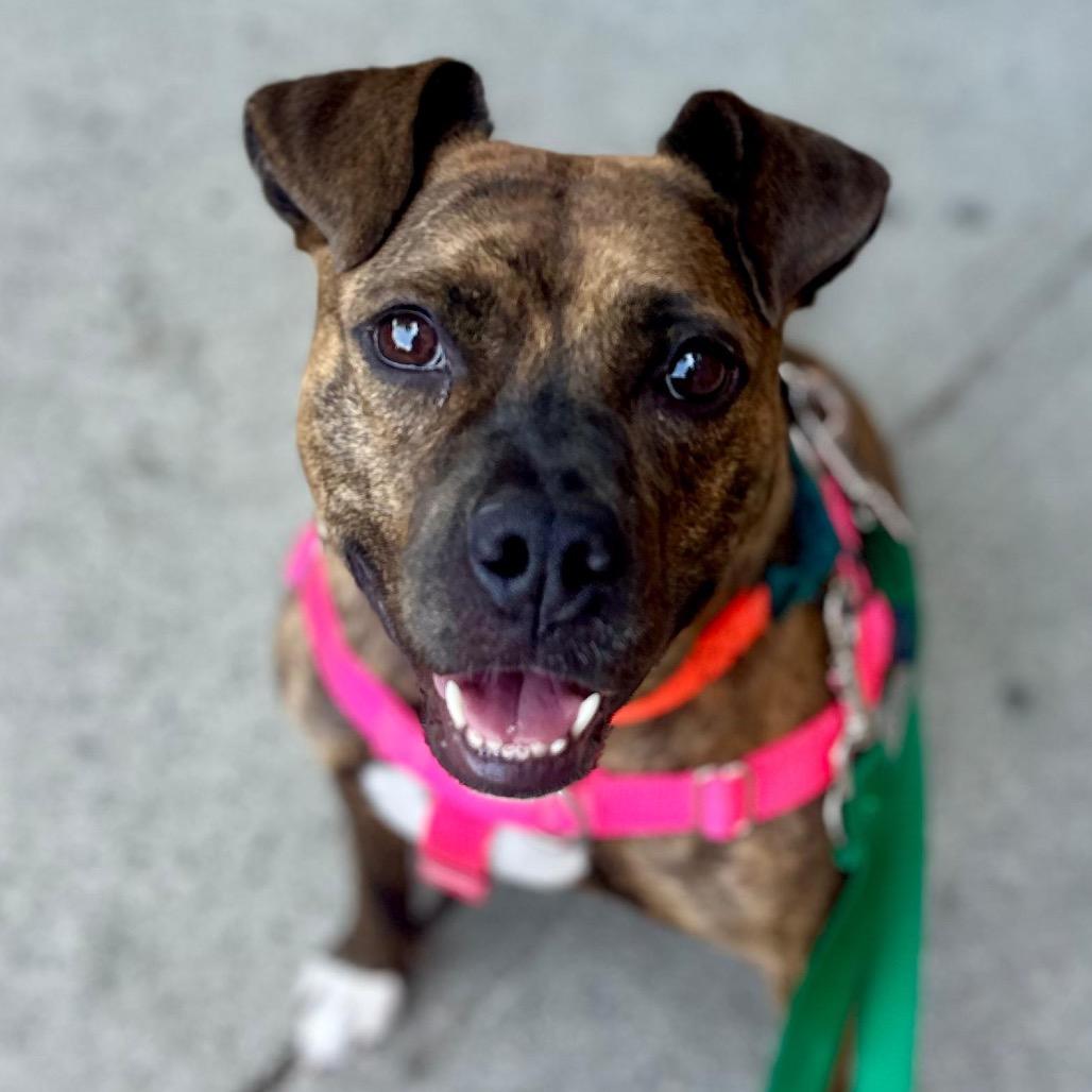 Panini, a Adoptable Mixed Breed in Jersey City, NJ image 6/6