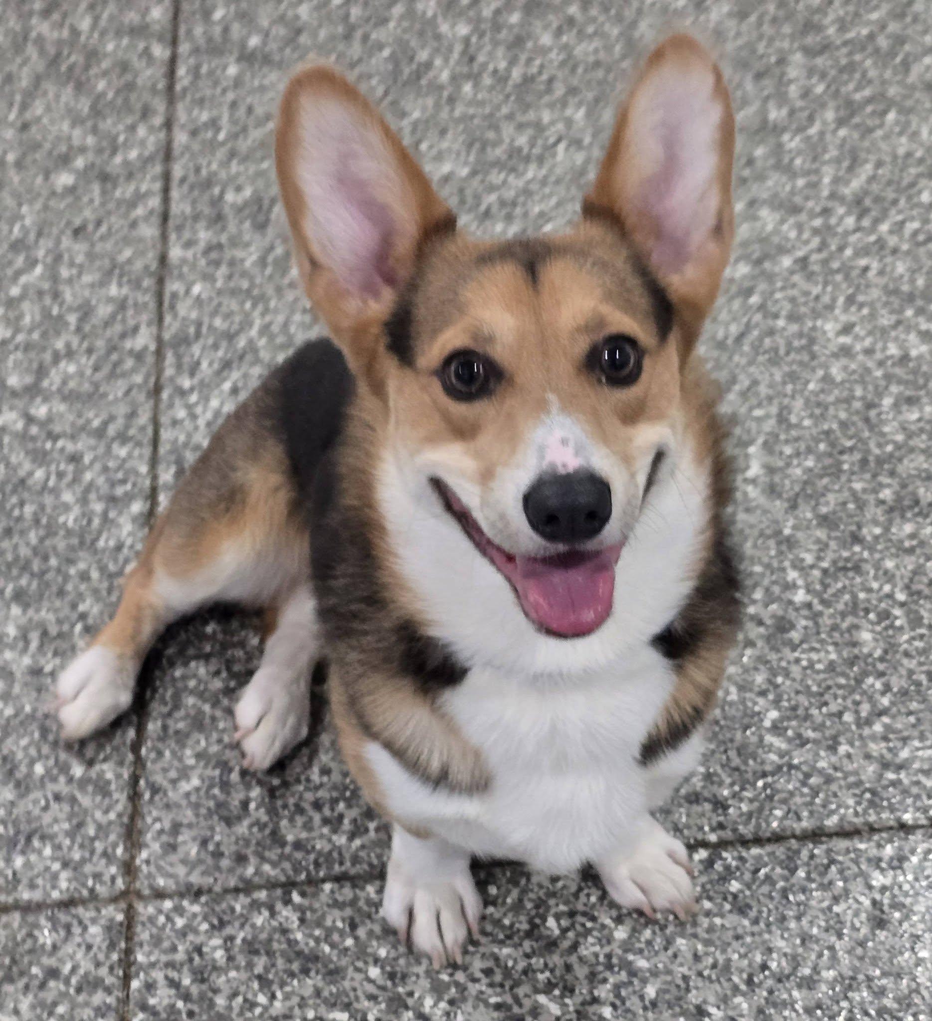 Apollo, ADOPTABLE, Young Male Corgi.
