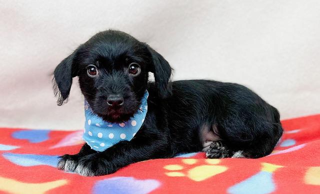 Cinch, adopted, Puppy Male Chihuahua & Schnauzer.