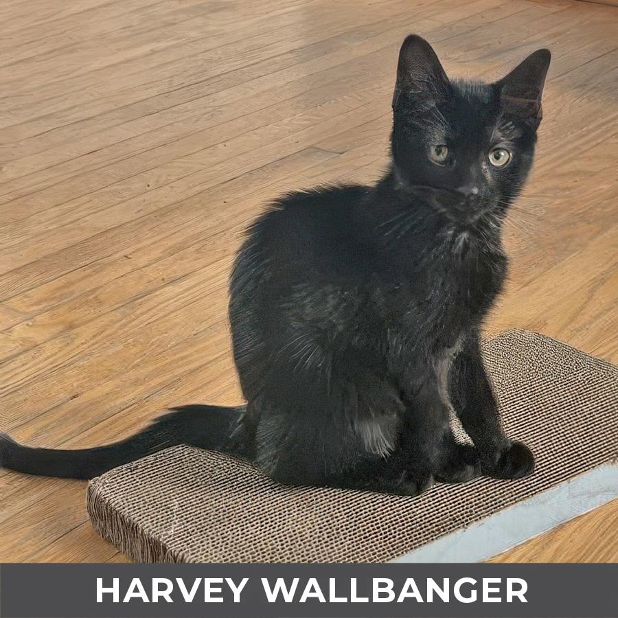 Enlarge Harvey Wallbanger, a ADOPTABLE Domestic Short Hair in Etobicoke, ON image 3/3