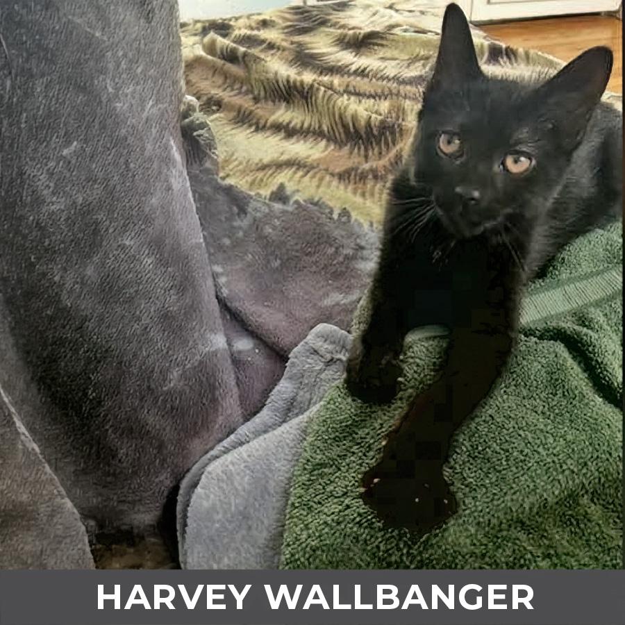 Enlarge Harvey Wallbanger, a ADOPTABLE Domestic Short Hair in Etobicoke, ON image 1/3