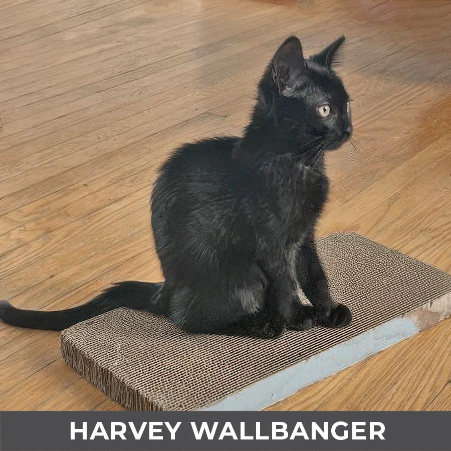 Enlarge Harvey Wallbanger, a ADOPTABLE Domestic Short Hair in Etobicoke, ON image 2/3