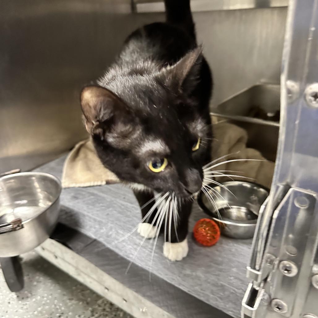 Dizzy, Adoptable, Adult Female Domestic Short Hair.