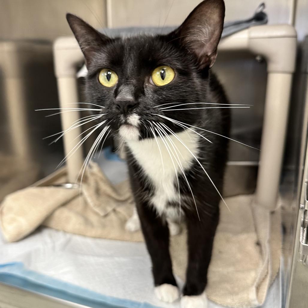 Dizzy, a Adoptable Domestic Short Hair in Galax, VA image 2/2