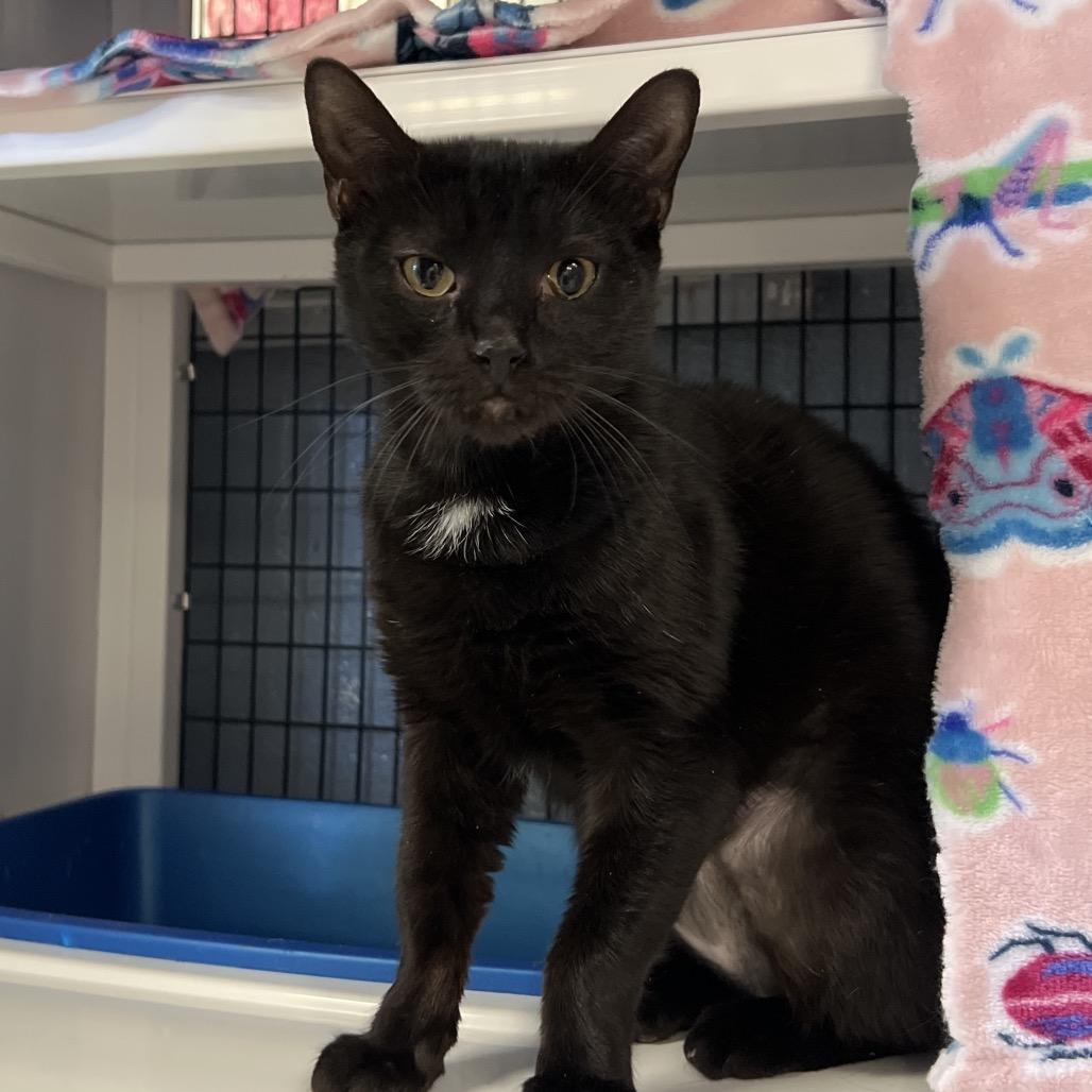 Enlarge Chocolate Chip, a Adoptable Domestic Short Hair in Ruckersville, VA image 1/2