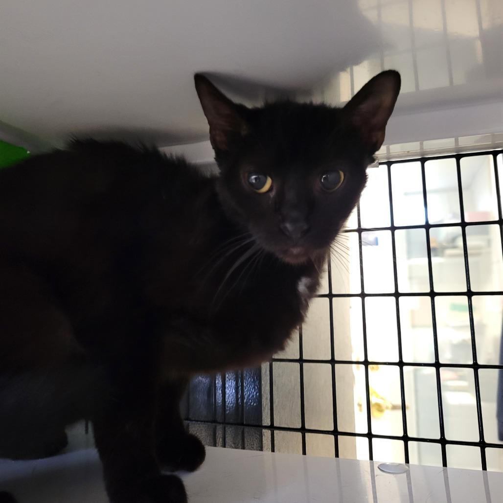 Enlarge Chocolate Chip, a Adoptable Domestic Short Hair in Ruckersville, VA image 2/2
