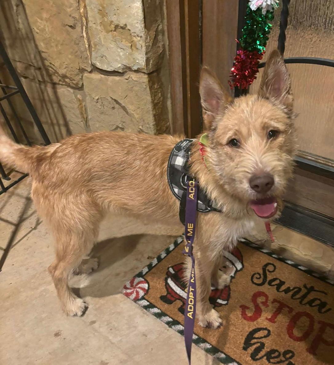 Enlarge Fiesta - ADOPTION IN PROCESS, a Adoptable Wire Fox Terrier in Grafton, WI image 1/3