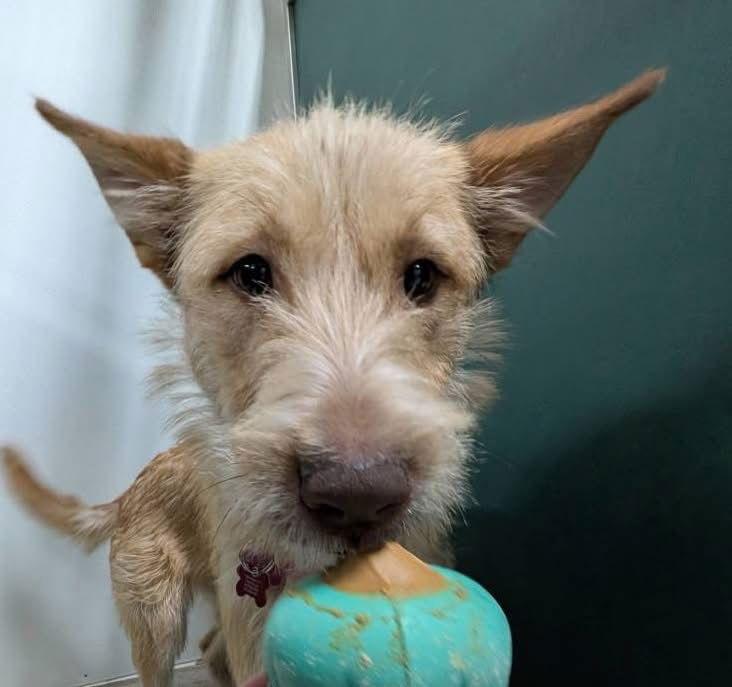 Fiesta, a Adoptable Wire Fox Terrier in Grafton, WI image 2/3