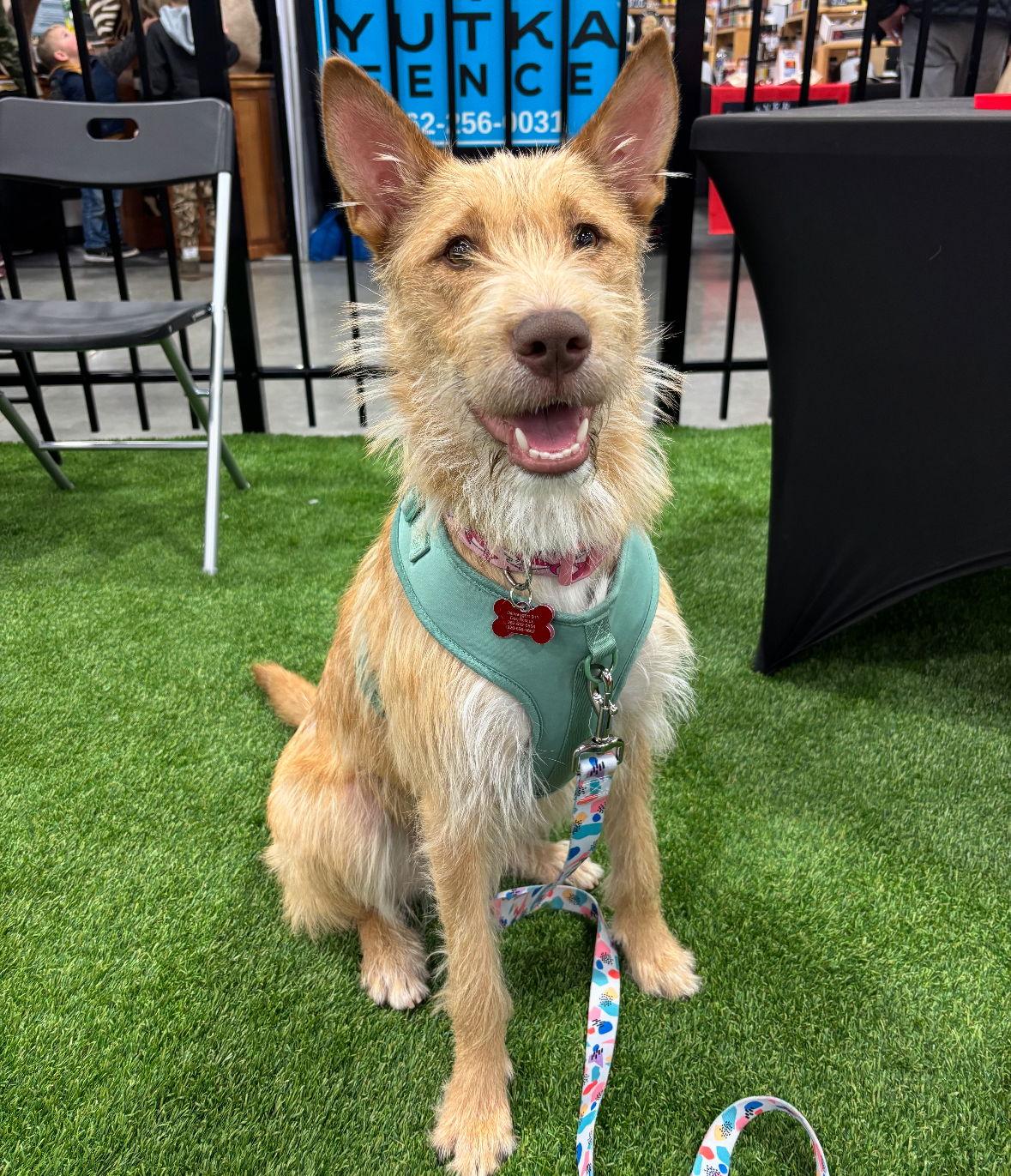 Enlarge Fiesta - ADOPTION IN PROCESS, a Adoptable Wire Fox Terrier in Grafton, WI image 3/3