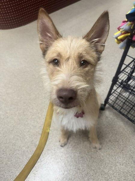 Fiesta, a Adoptable Wire Fox Terrier in Grafton, WI image 3/3