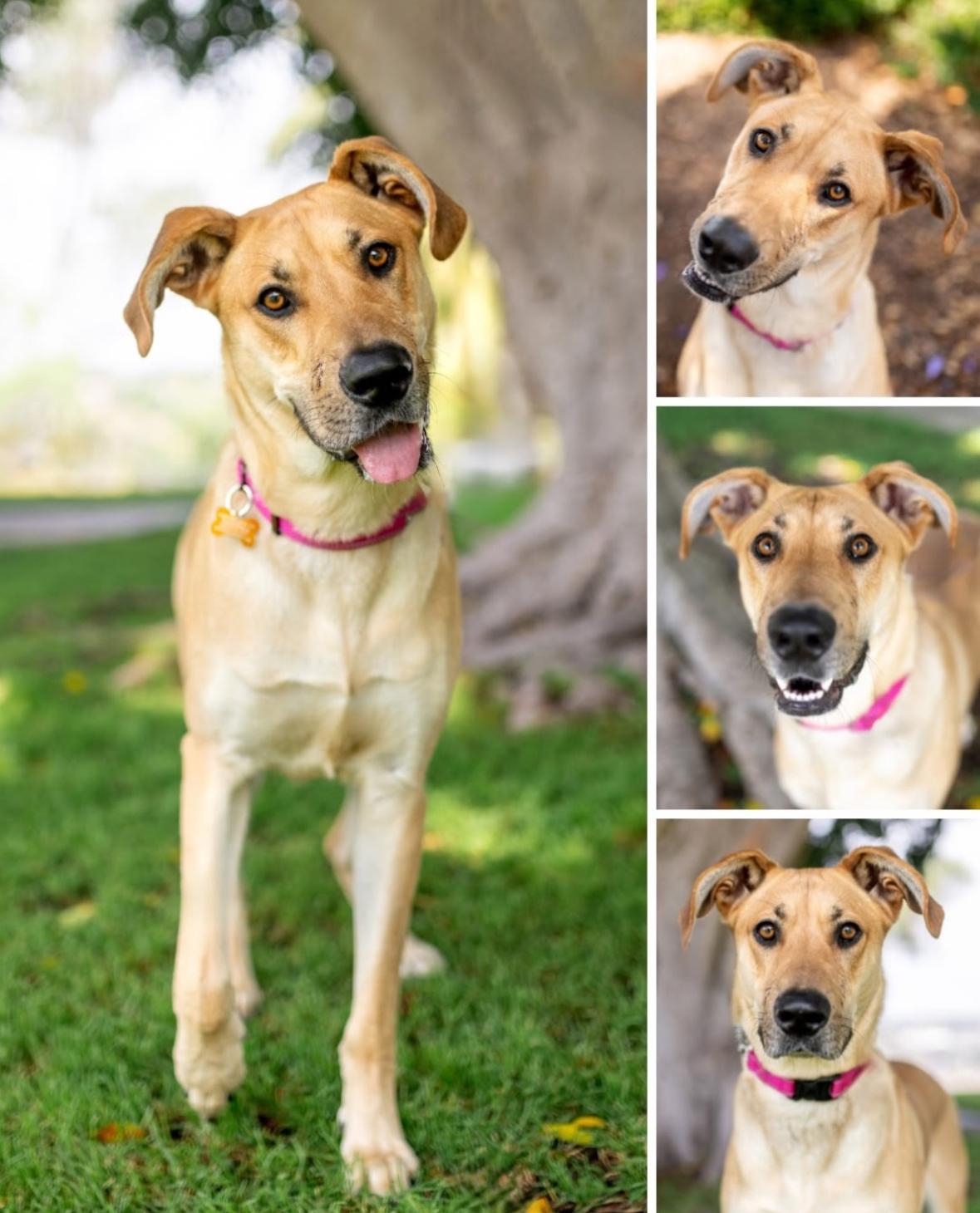 Tiana, Adoptable, Young Female Great Dane.