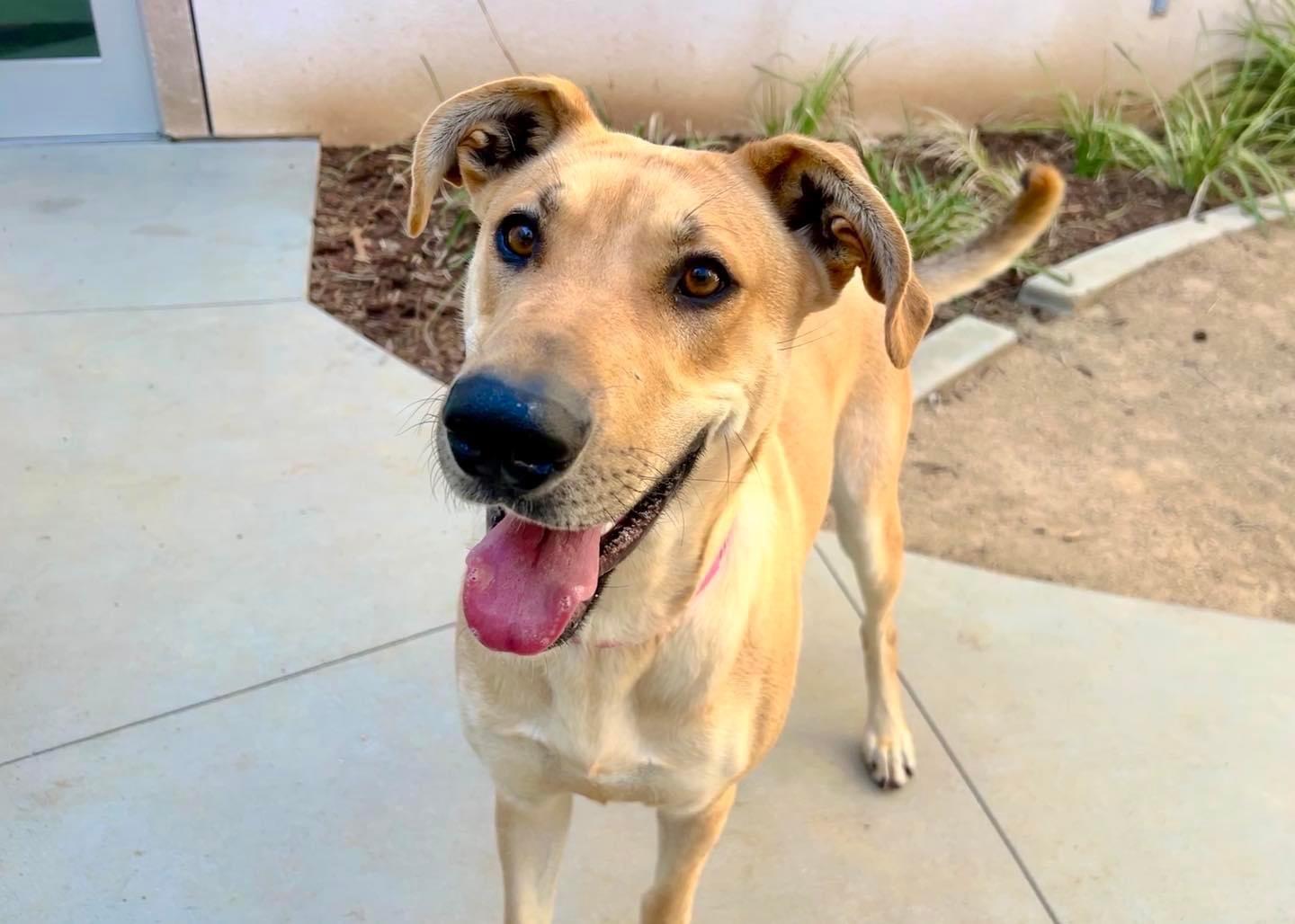 Enlarge Tiana, a Adoptable Great Dane in Philomath, OR image 5/6