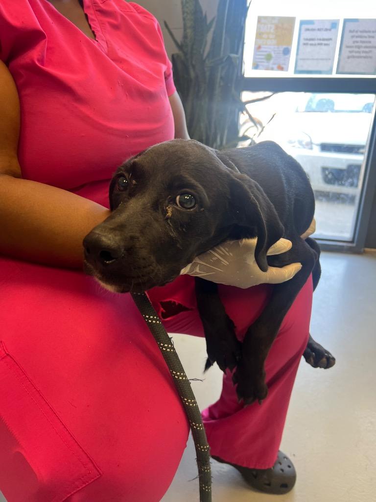 Kern, a Adoptable Labrador Retriever in Greenwood, MS image 1/2