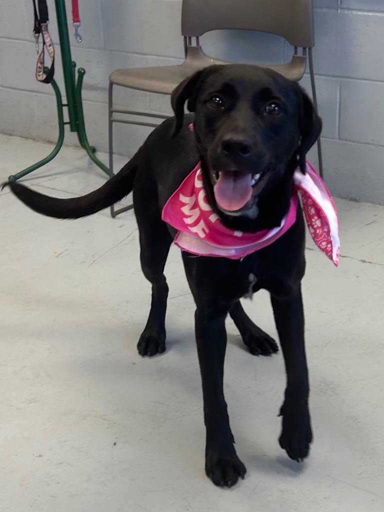 Kern, a Adoptable Labrador Retriever in Greenwood, MS image 2/2