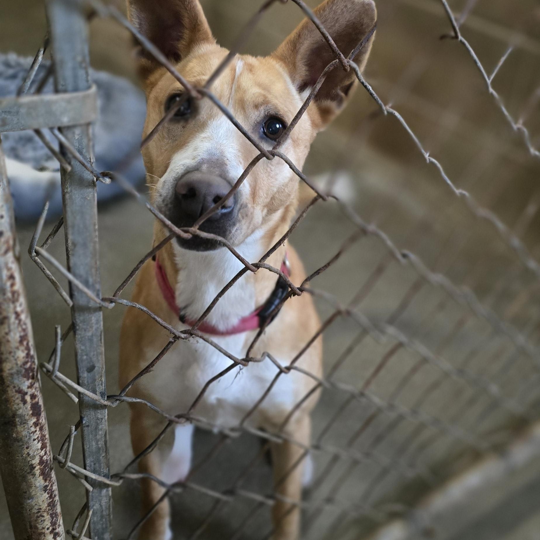 Sadie, Adoptable, Adult Female Australian Cattle Dog / Blue Heeler.