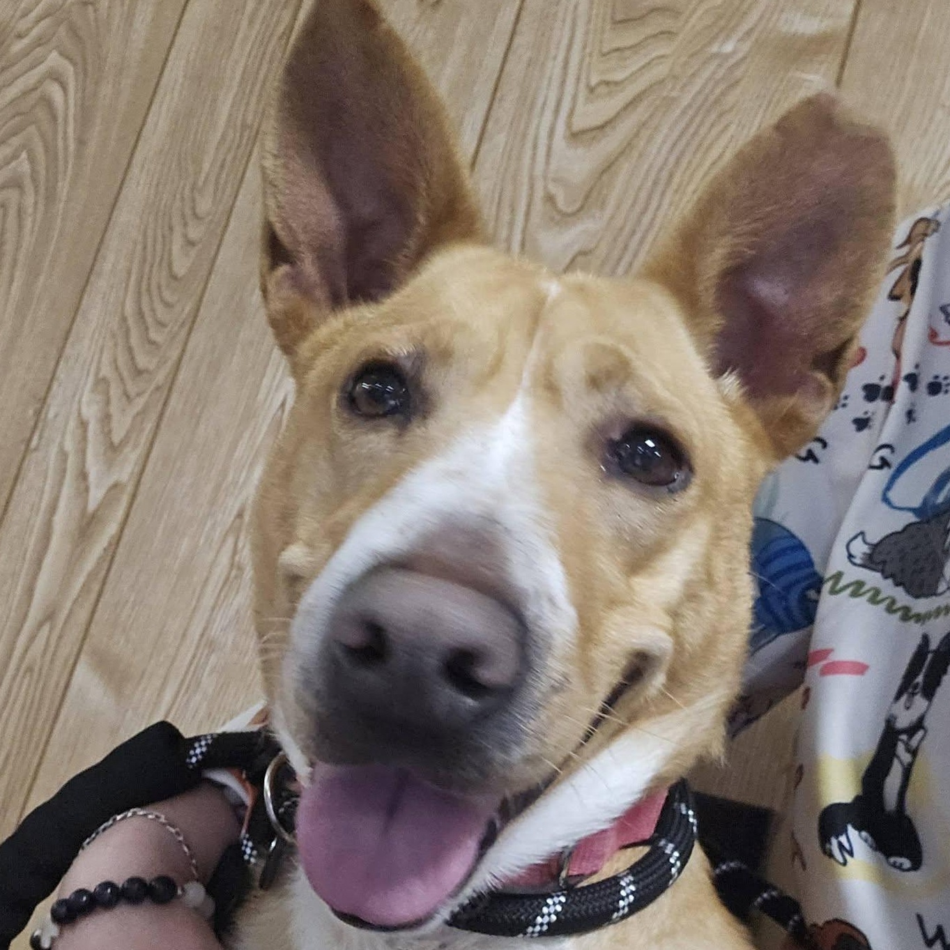 Enlarge Sadie, a Adoptable mixed breed in Petersburg, IN image 4/5