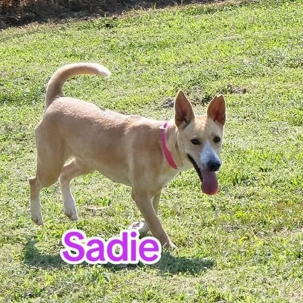 Enlarge Sadie, a Adoptable mixed breed in Petersburg, IN image 3/5