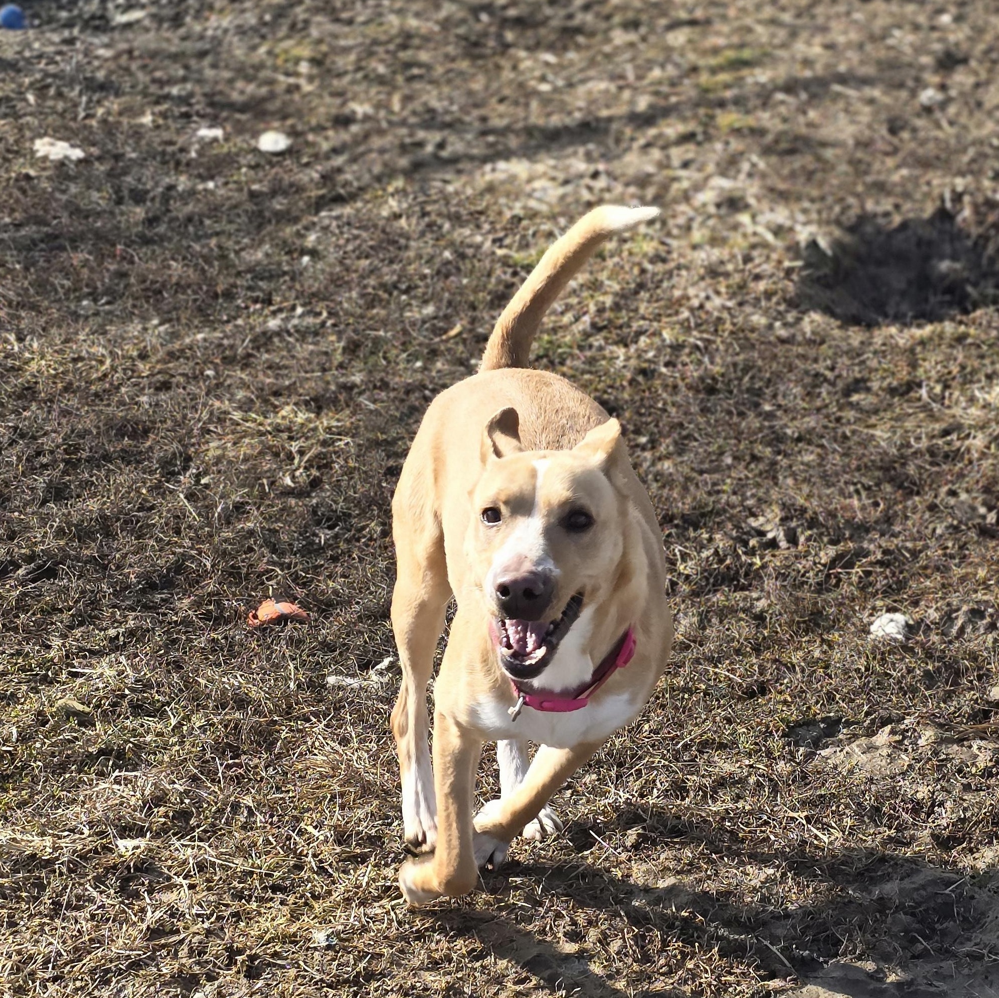 Sadie, a Adoptable mixed breed in Petersburg, IN image 1/3