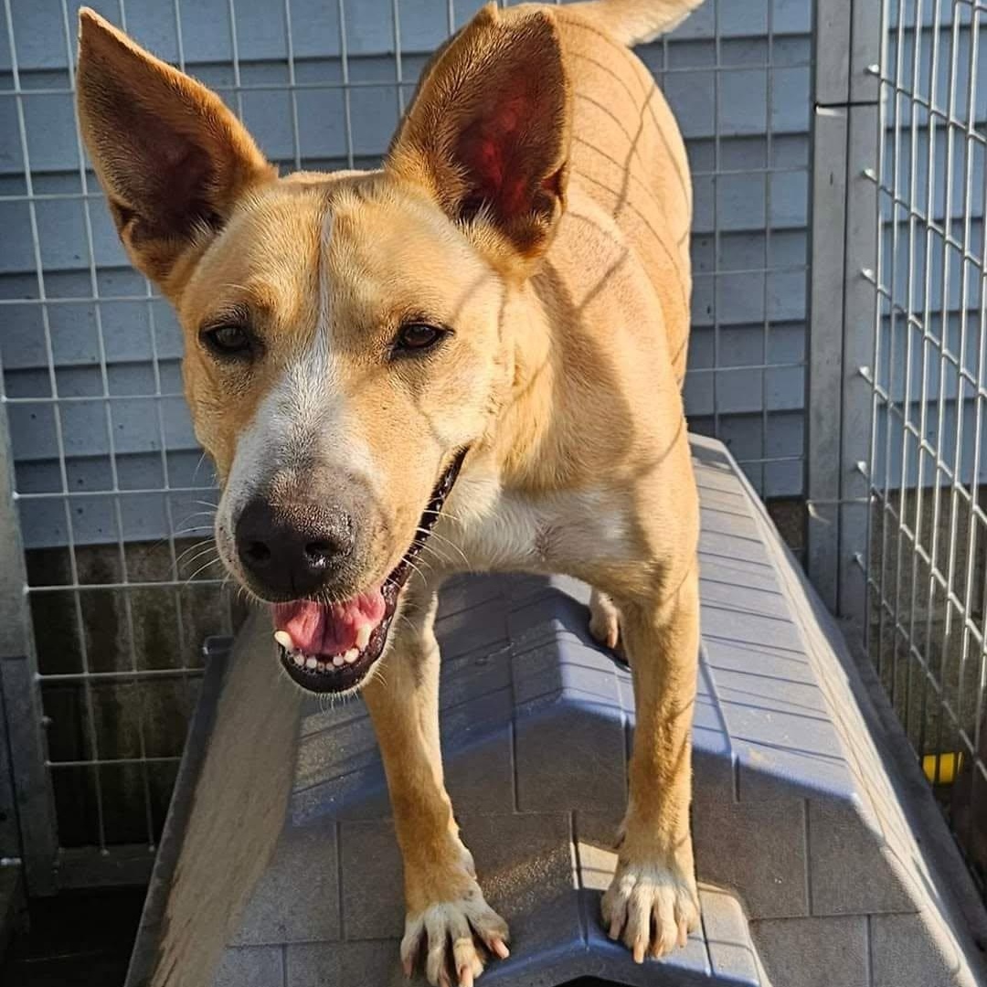 Enlarge Sadie, a Adoptable mixed breed in Petersburg, IN image 2/5
