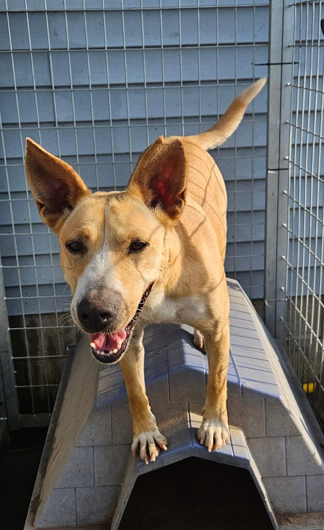 Sadie, a Adoptable mixed breed in Petersburg, IN image 2/3