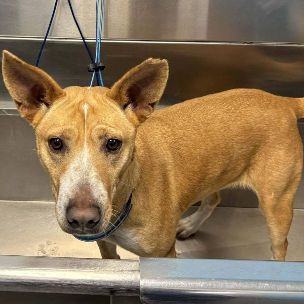 Enlarge Sadie, a Adoptable mixed breed in Petersburg, IN image 5/5