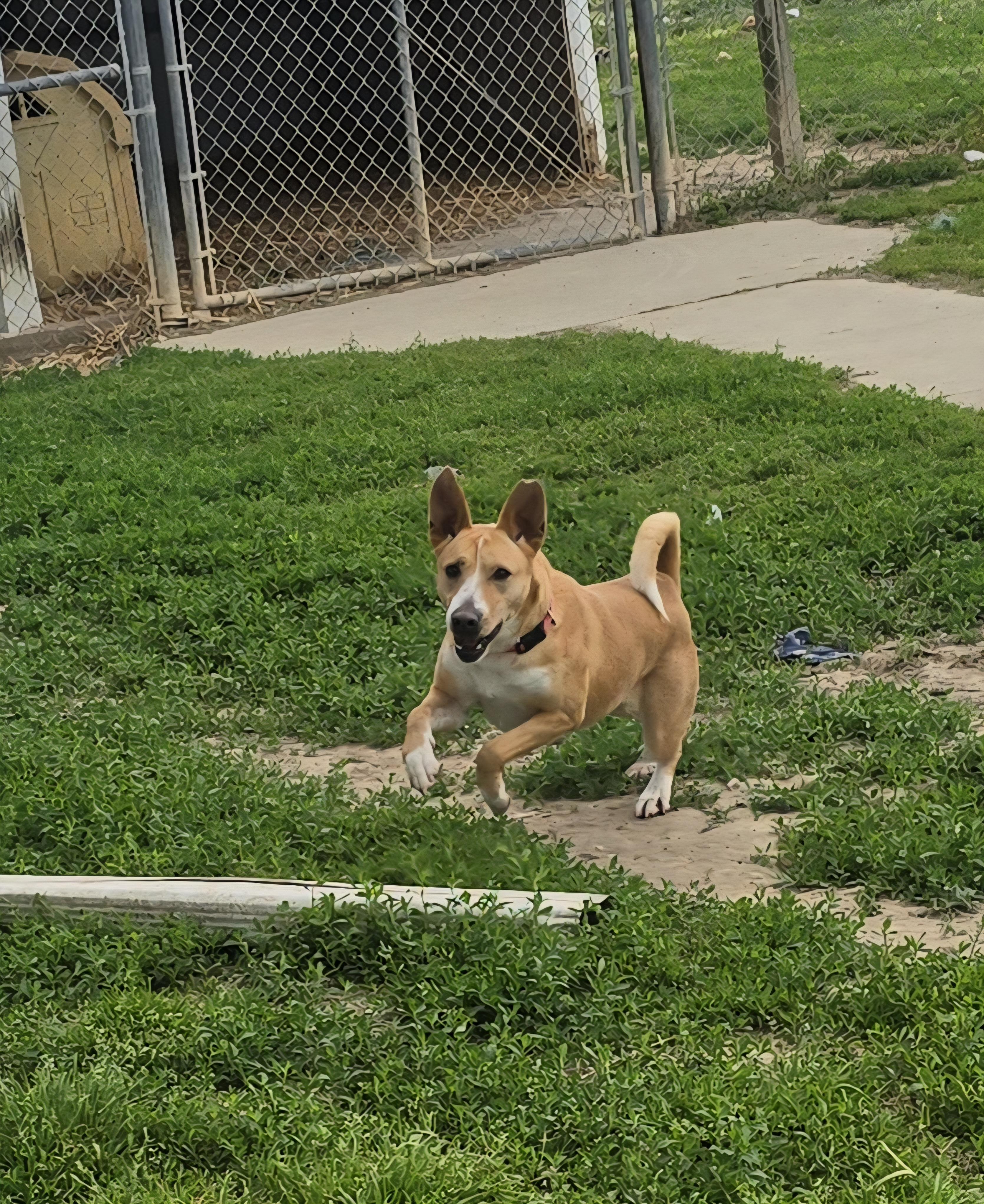 Enlarge Sadie, a Adoptable mixed breed in Petersburg, IN image 5/5