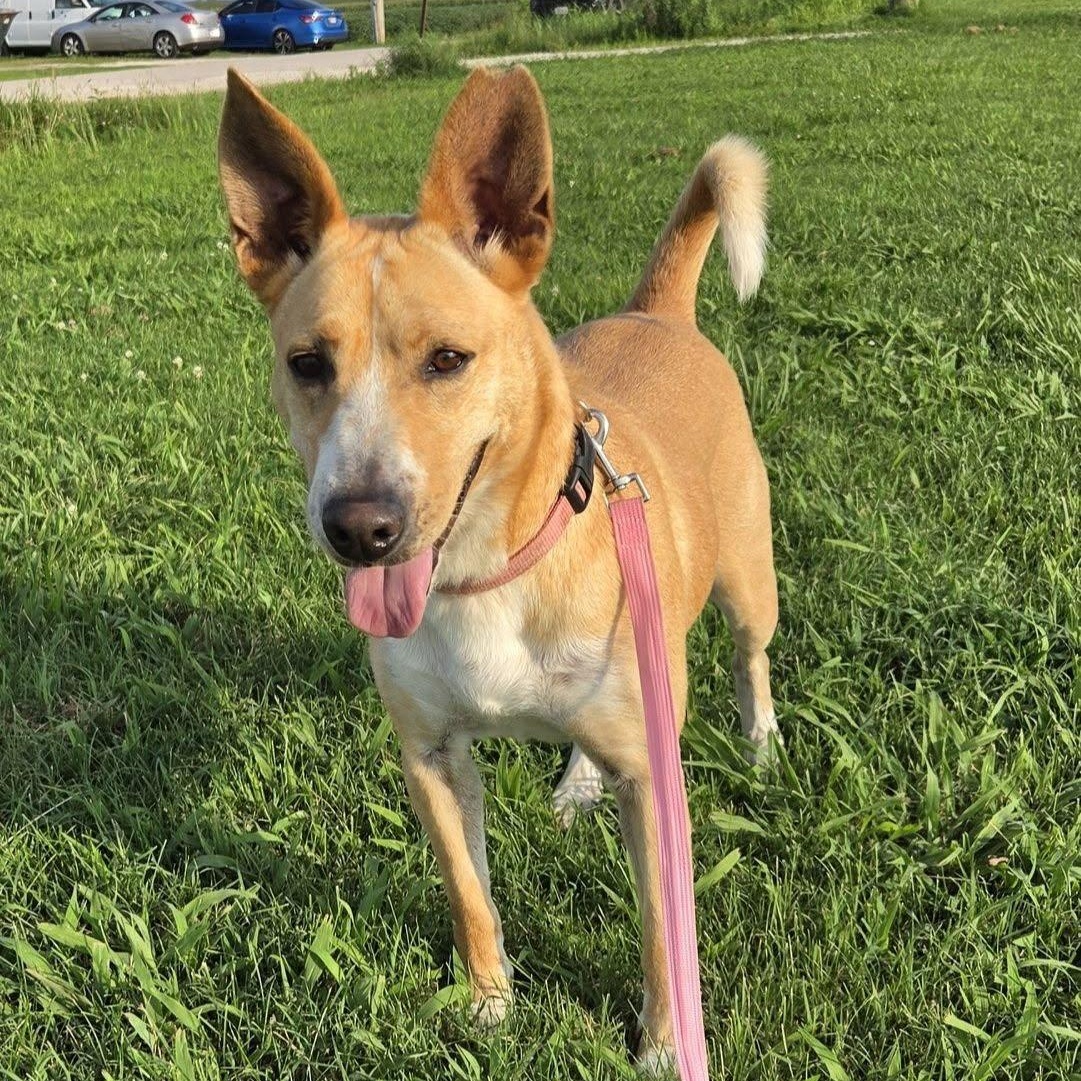 Enlarge Sadie, a Adoptable mixed breed in Petersburg, IN image 1/5