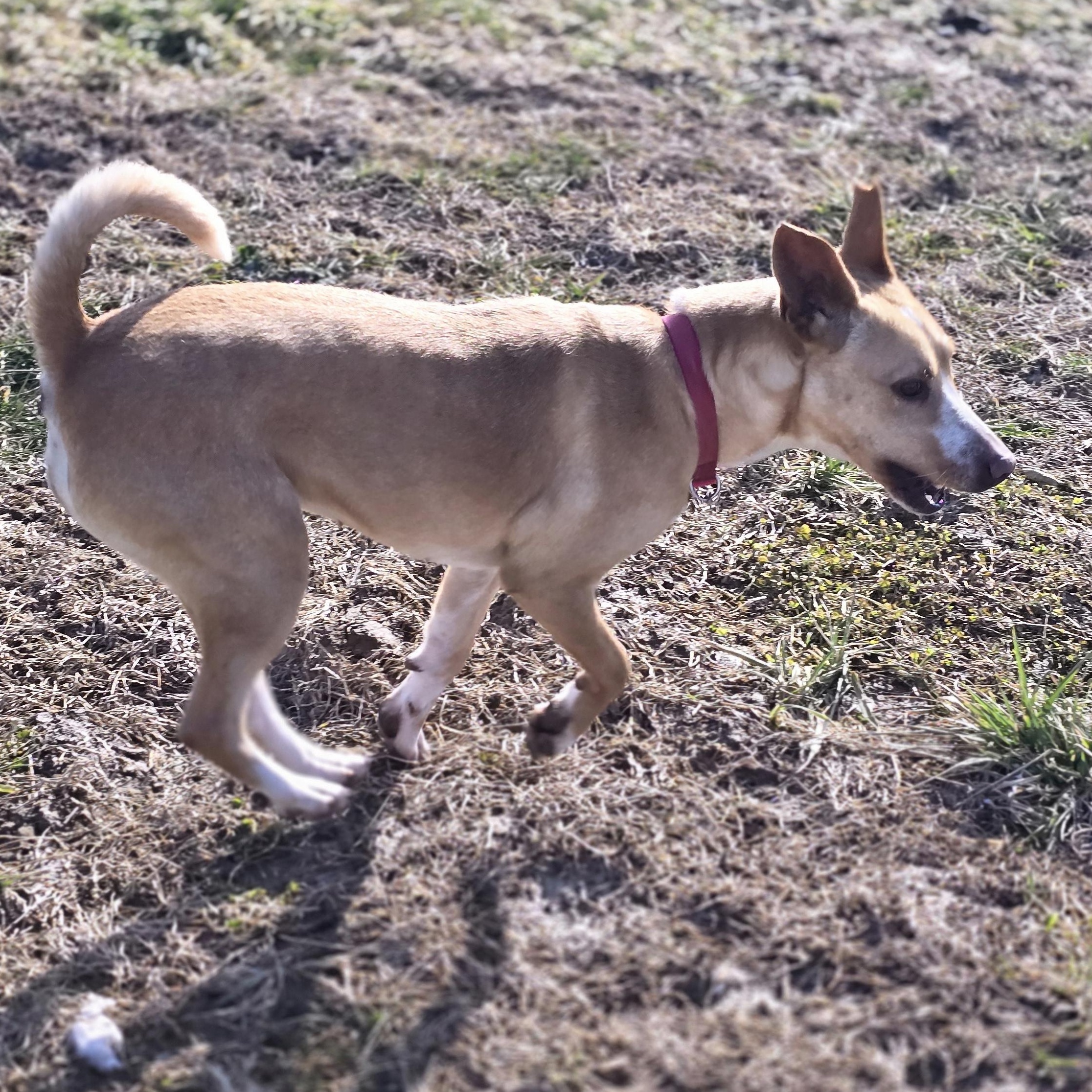 Sadie, a Adoptable mixed breed in Petersburg, IN image 3/3