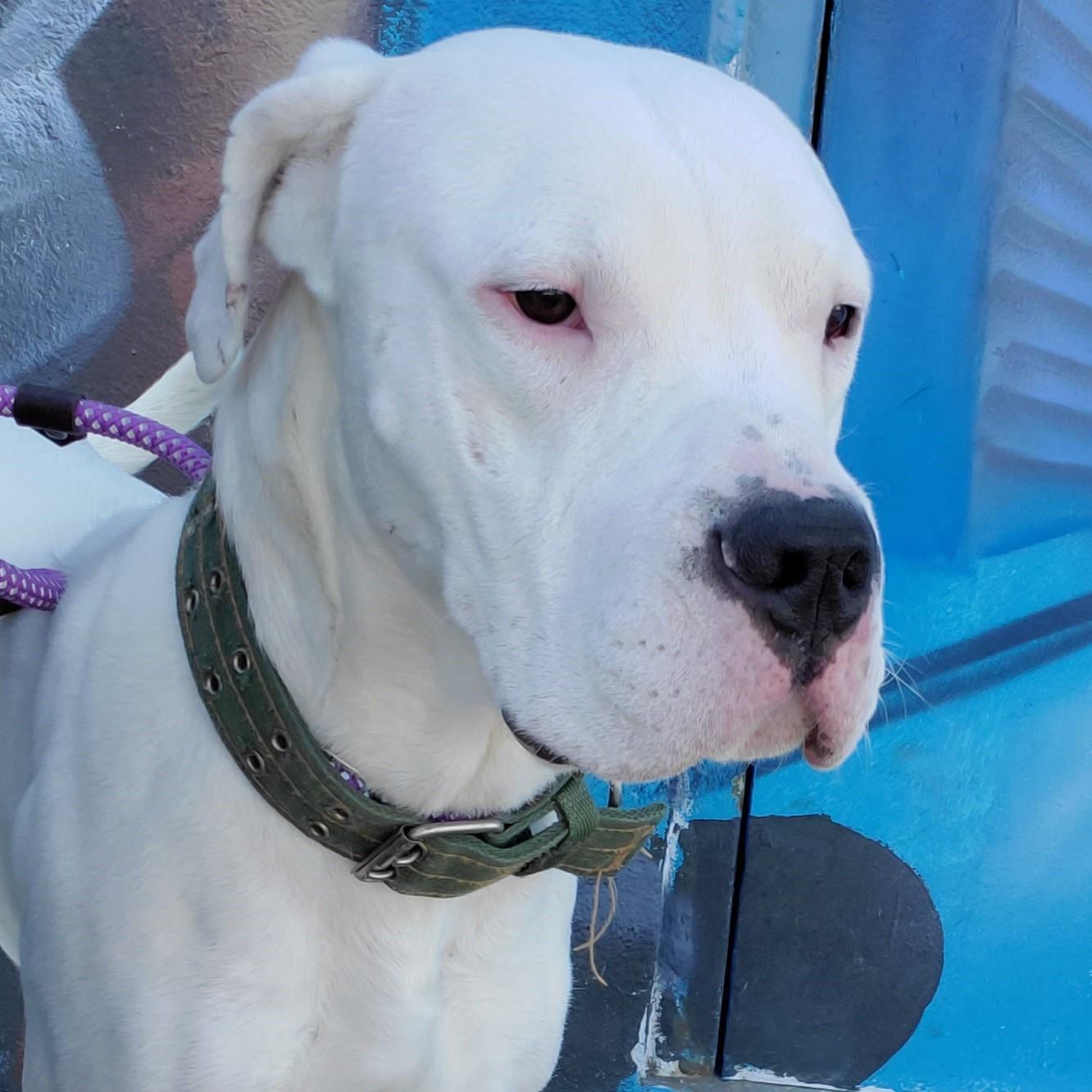 Gramps, Adoptable, Young Male Dogo Argentino.