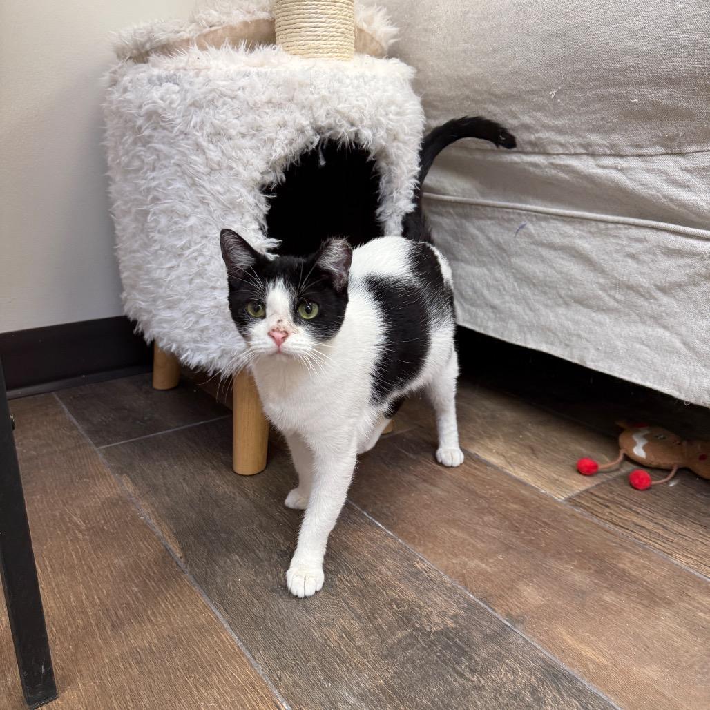 Babette, Adoptable, Young Female Domestic Short Hair.